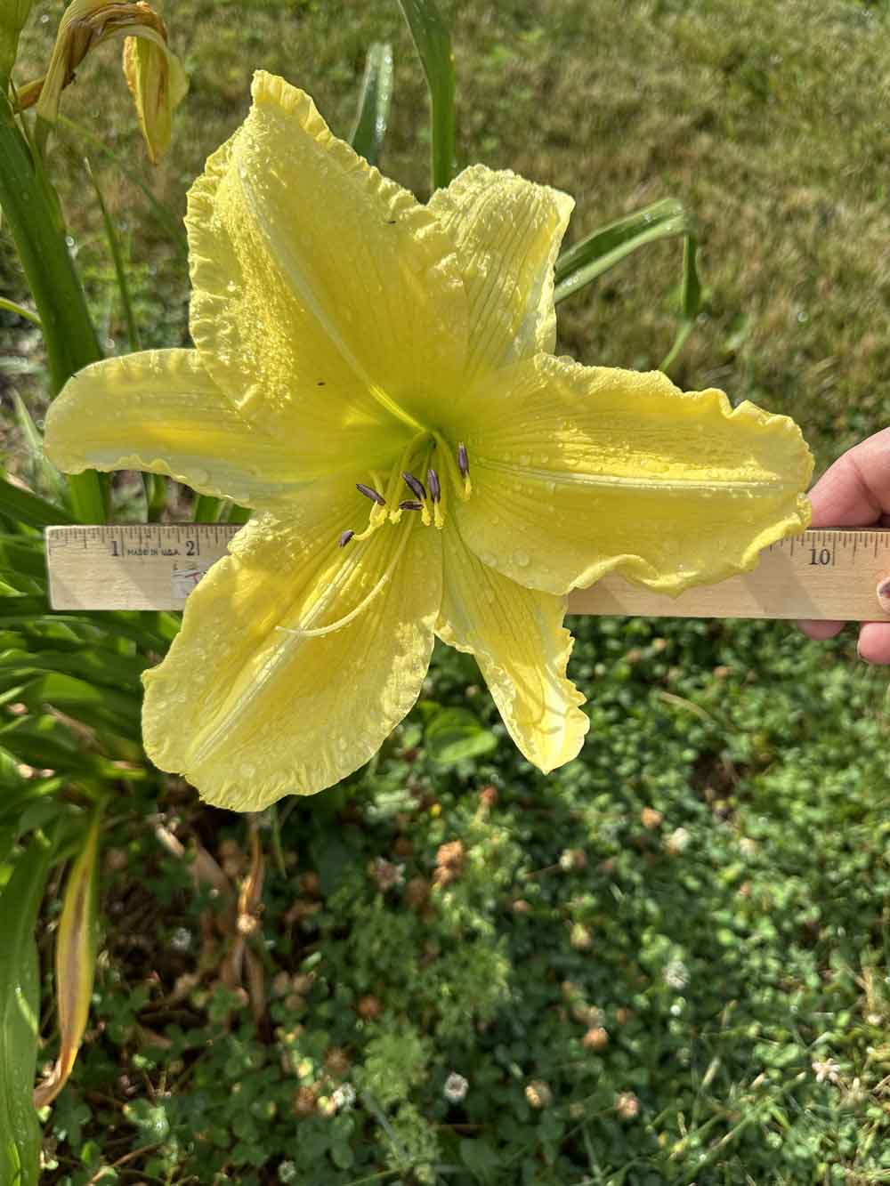 Slade Brown Daylily