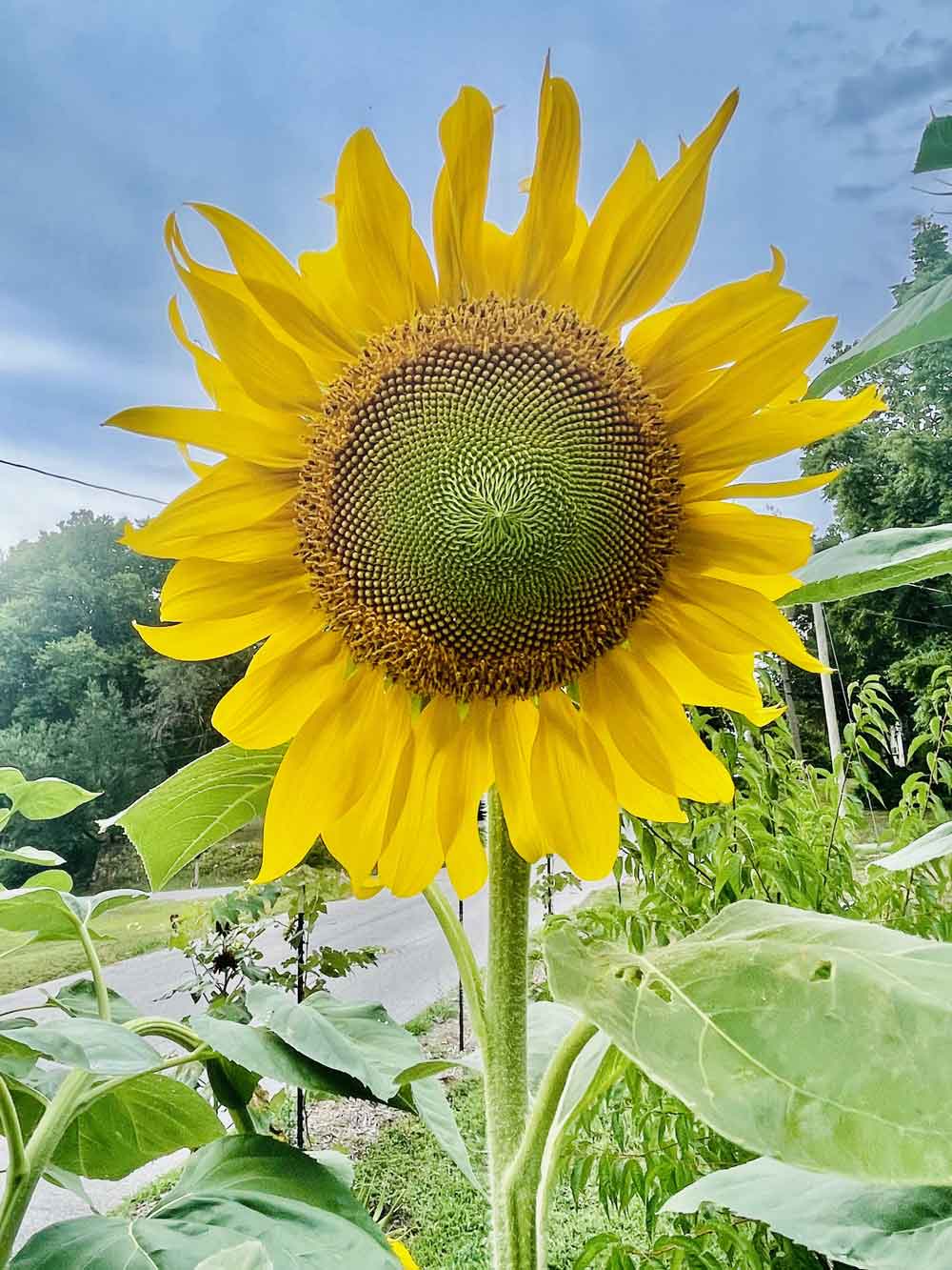 Sunflower love