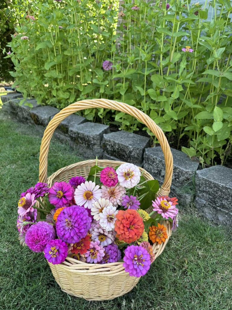 Basket of zinnias