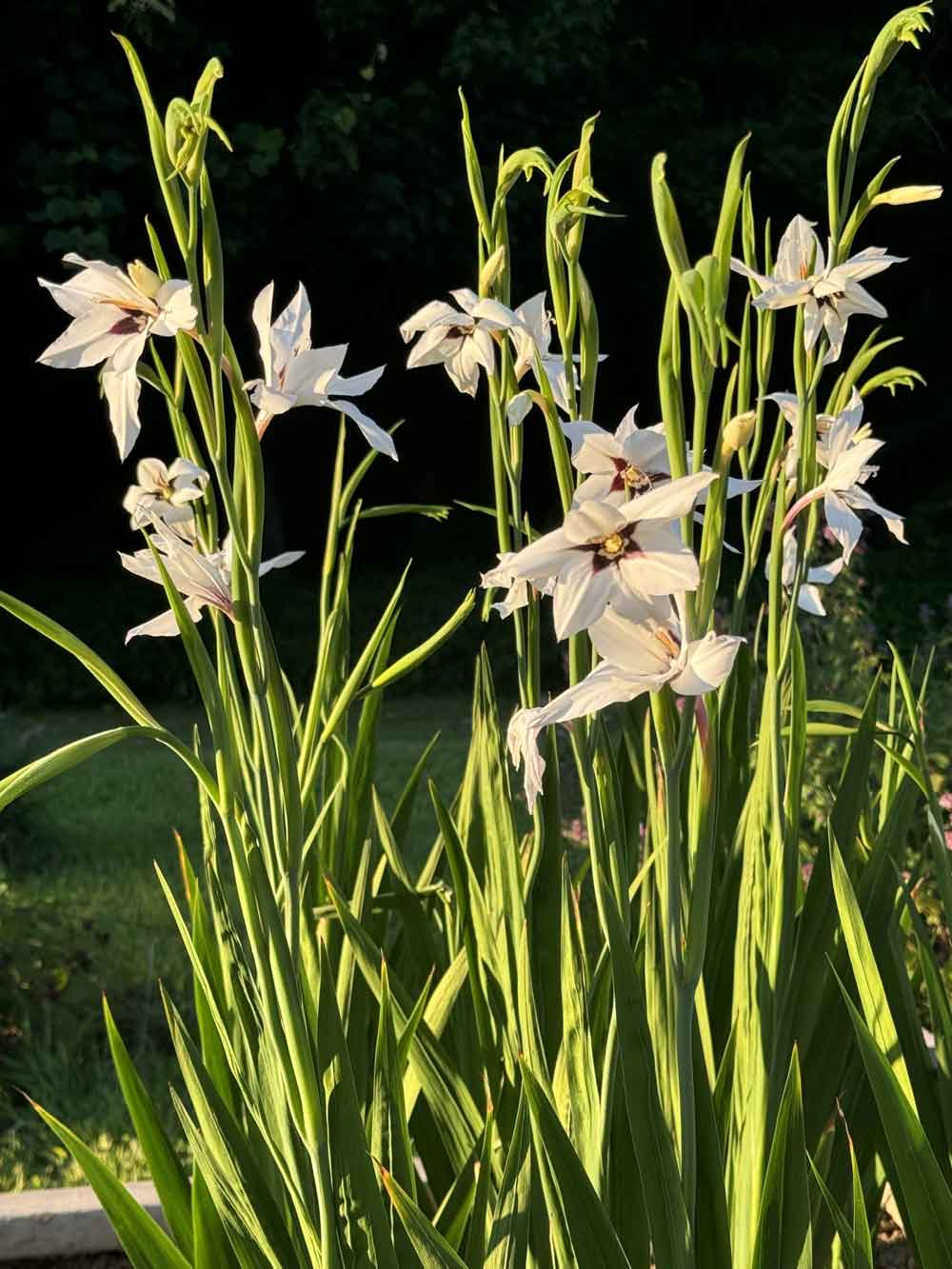 Peacock orchids