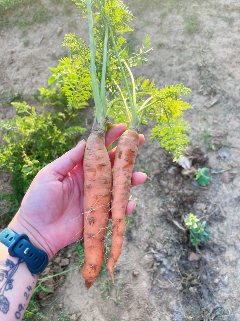 First Carrots!