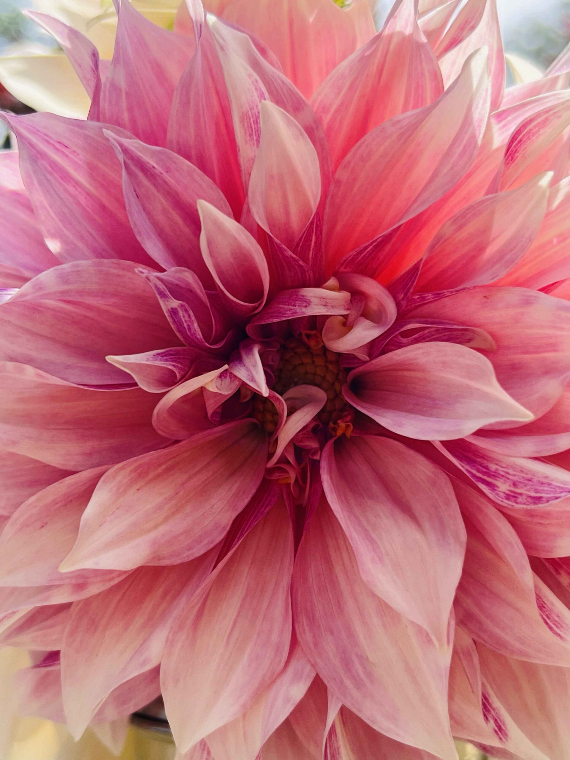 My Backyard dahlia