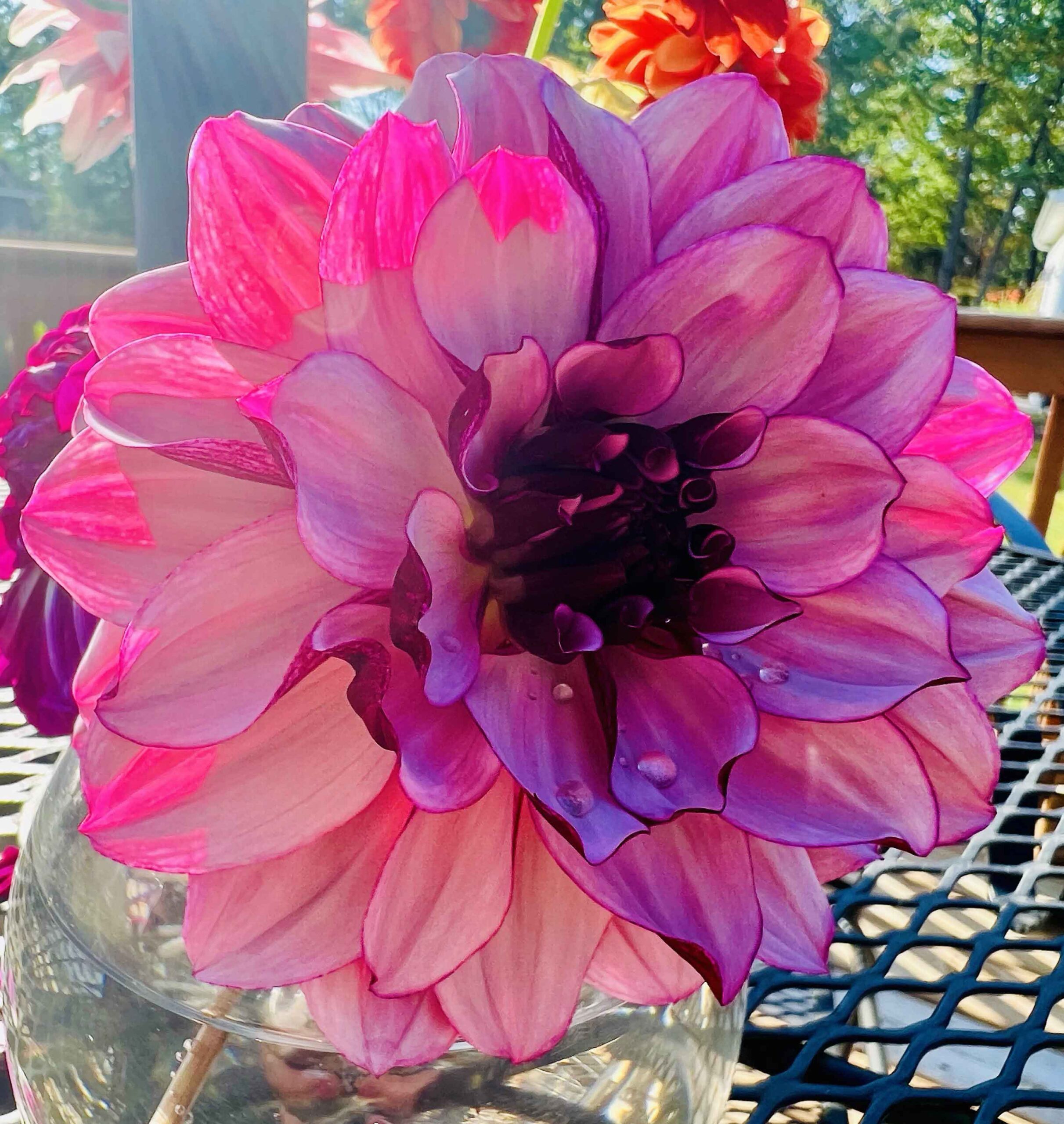 Dahlia