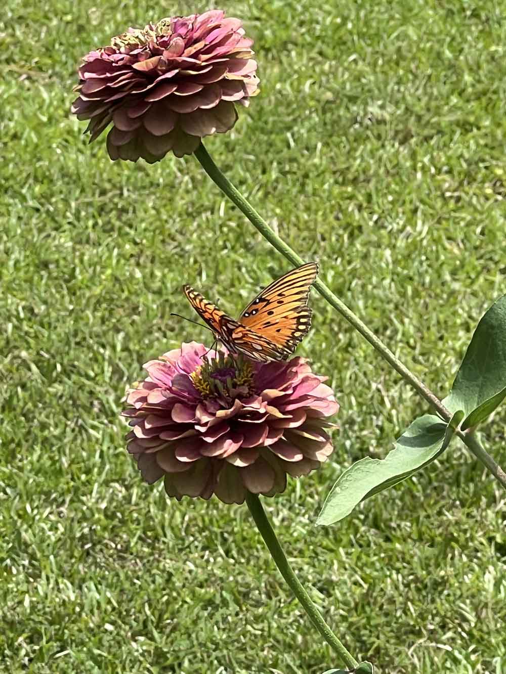 Zinnia Visiter