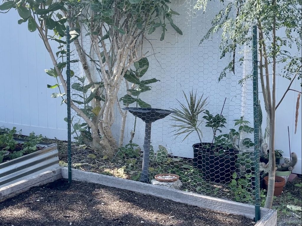 trellis in garden