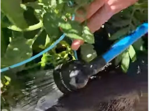 Don’t Make These Mistakes When Watering Your Garden