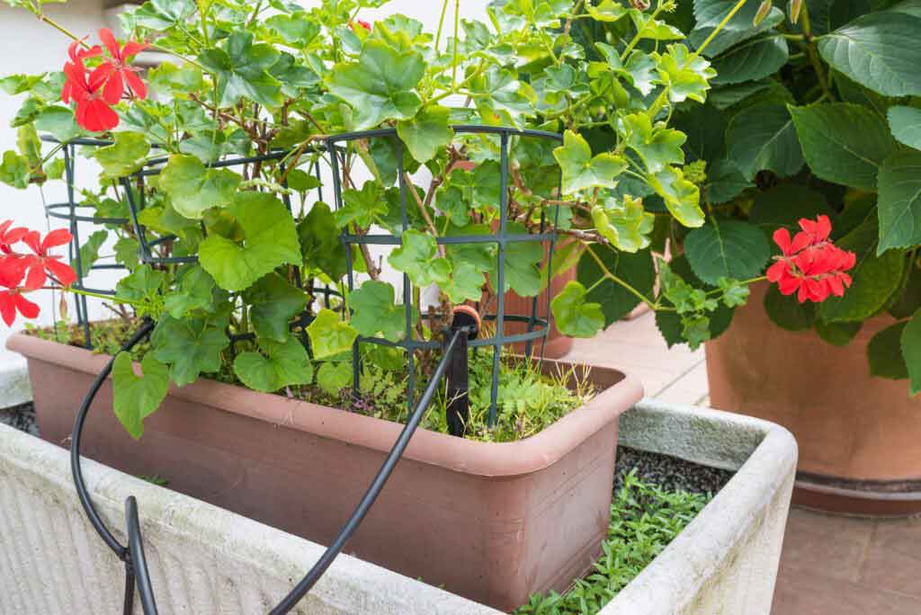 watering system in containers