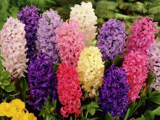 Don’t Forget Hyacinths