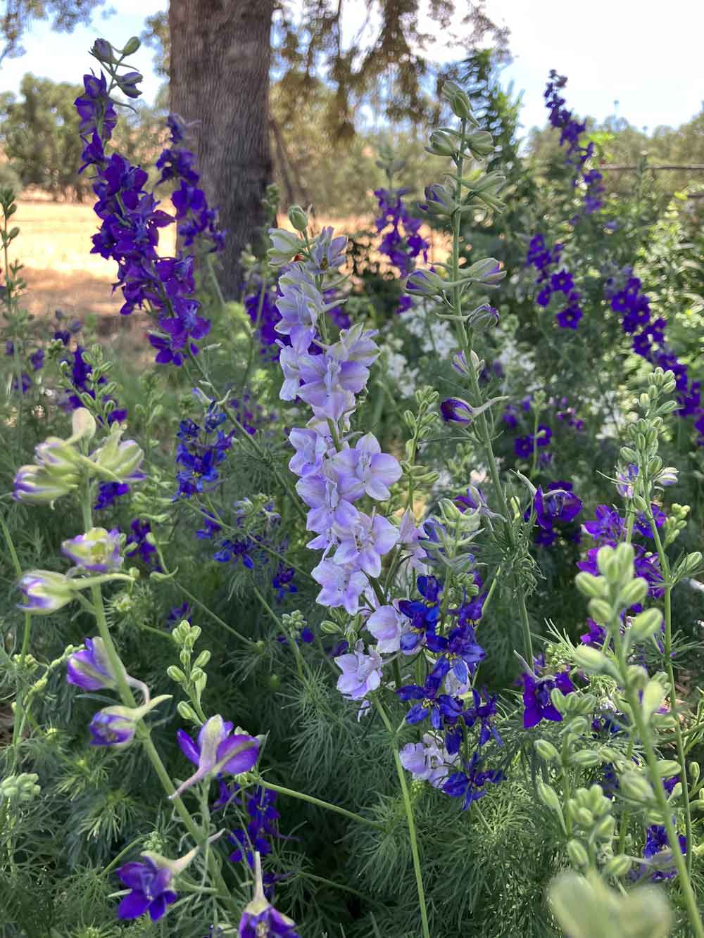 My larkspur