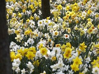 “Naturalizing” Daffodils