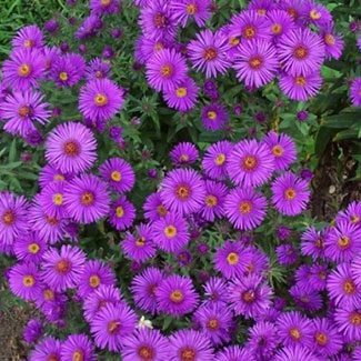 new england aster