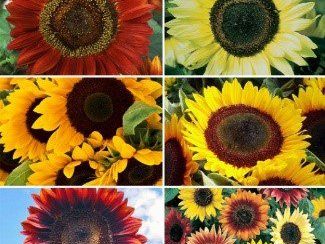 Tips for Planting Sunflower Seeds