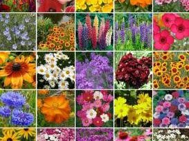 Plant Wildflower Seeds in Fall