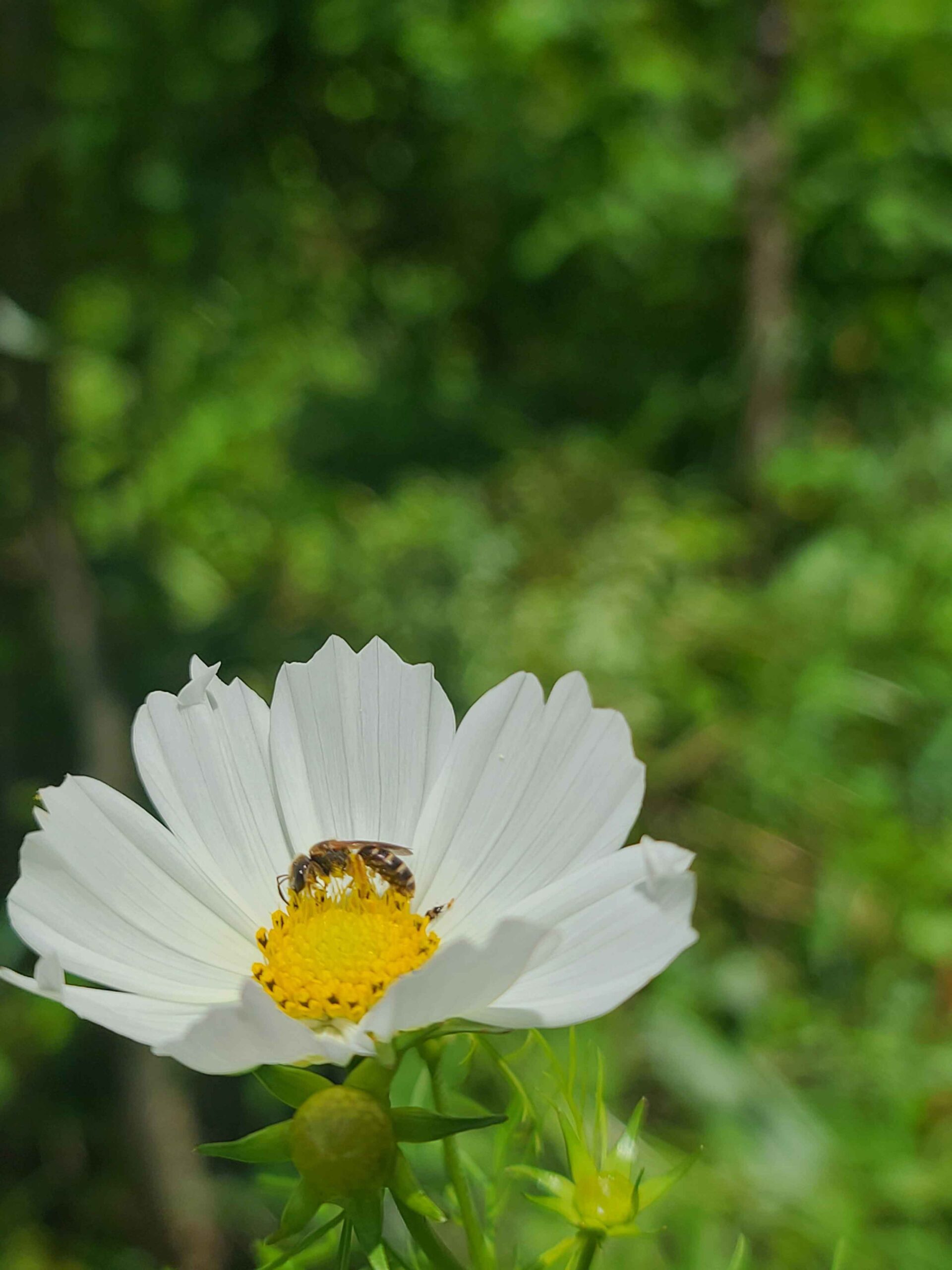 Wildflower and pollinator