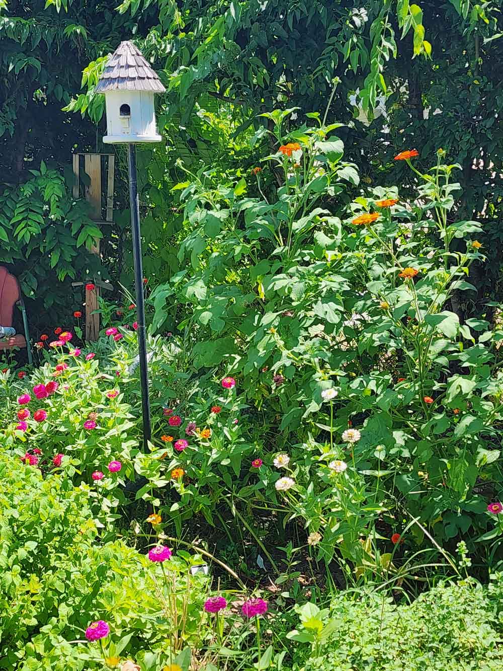 My Herb Garden with Flower Volunteers