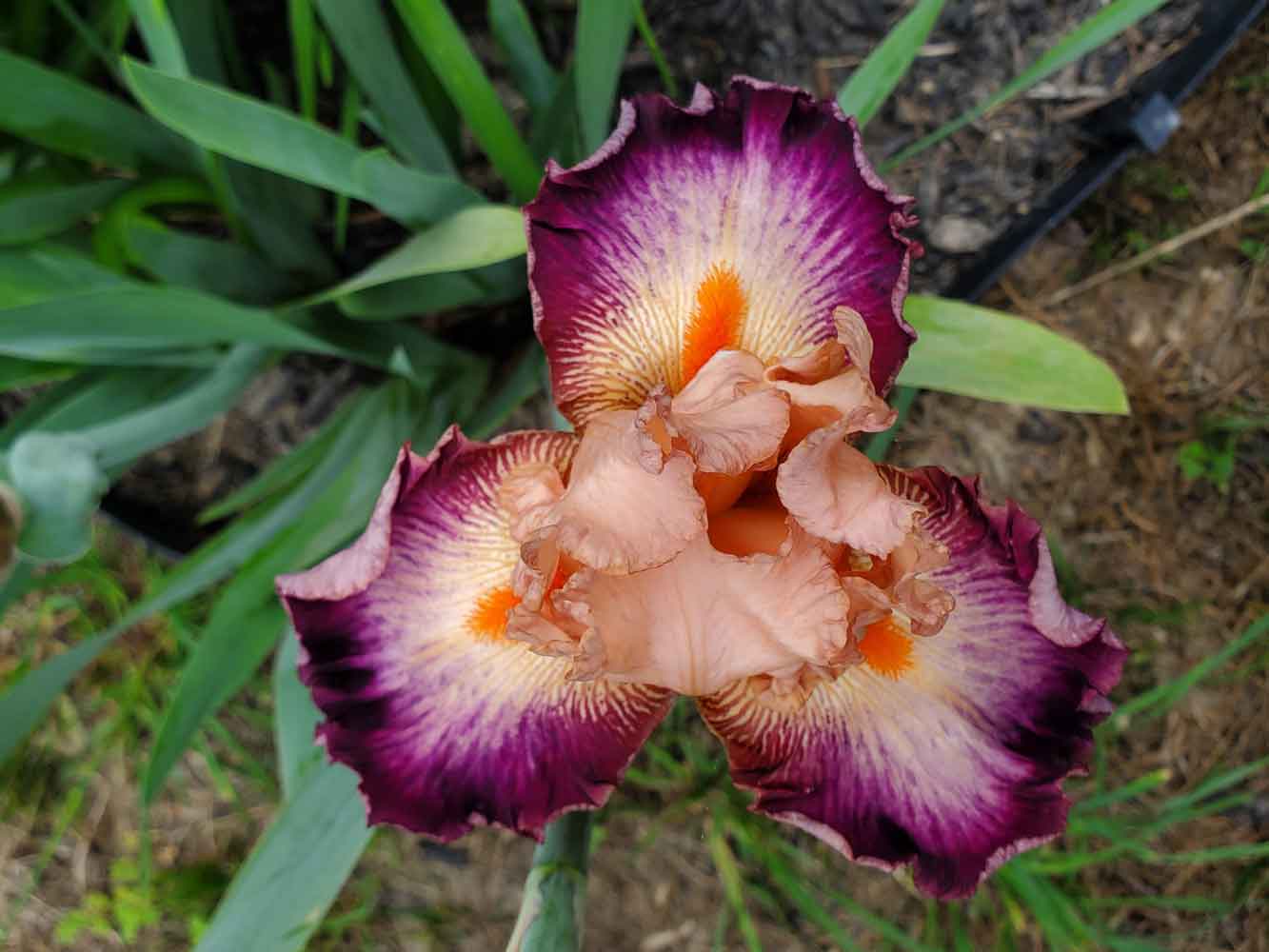 Mesmerizing Iris