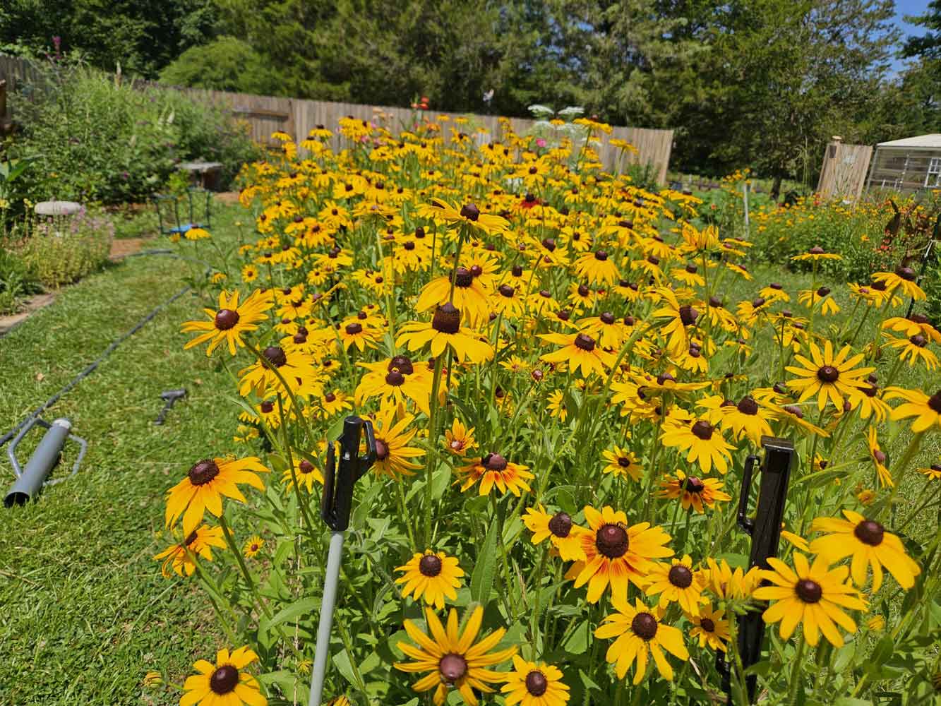 Bountiful Black Eye Susan’s