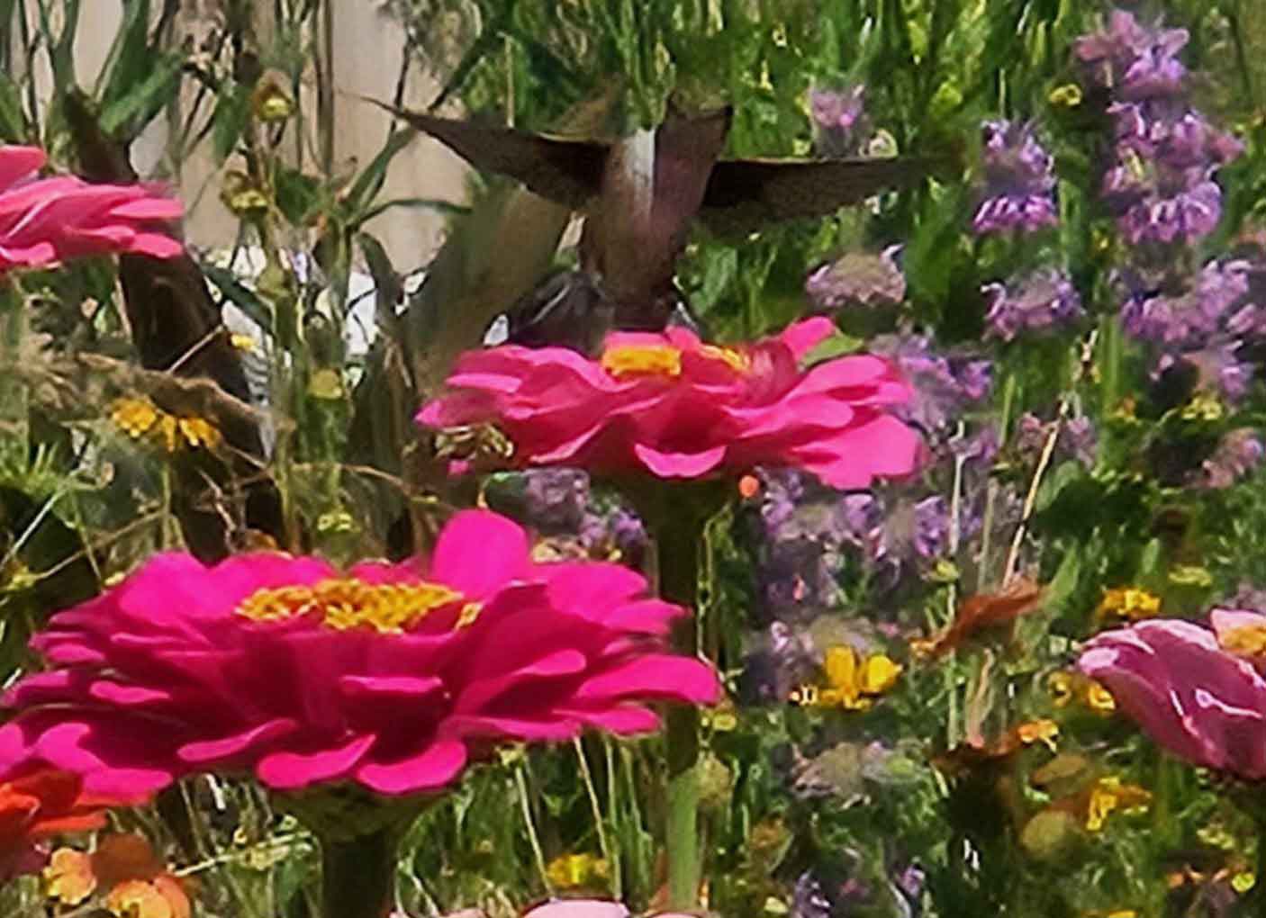 Hummingbird Zinnia