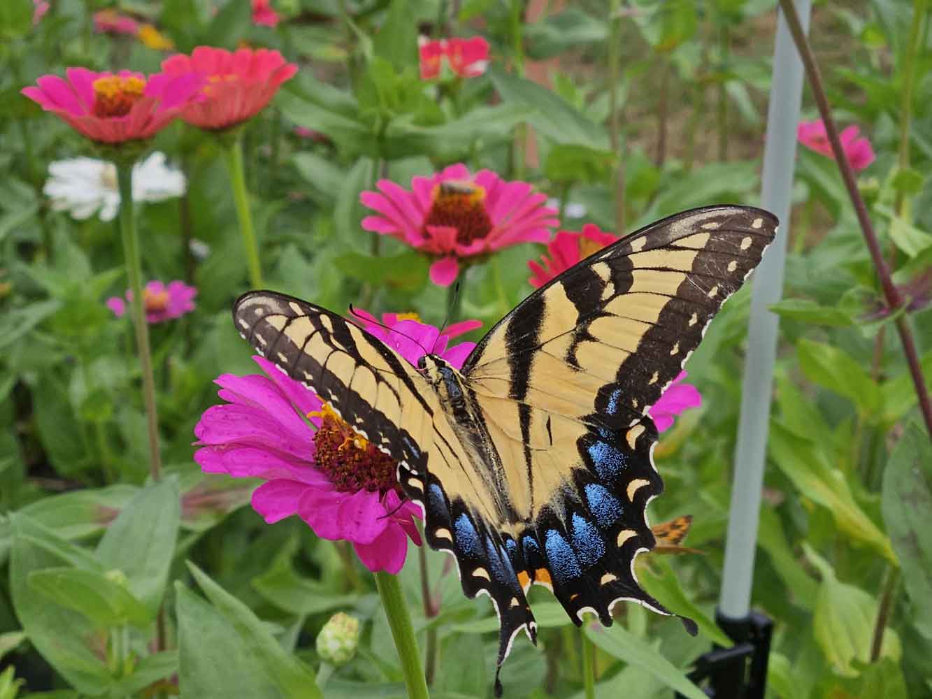 Tiger Swallowtail Butterfly