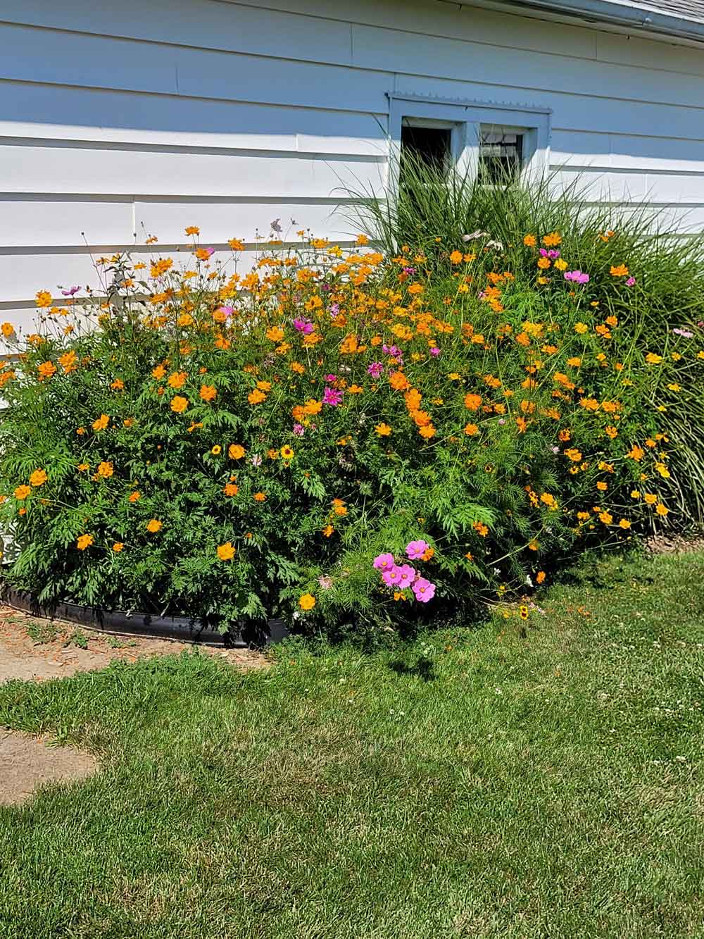 Indiana Prarie flowers