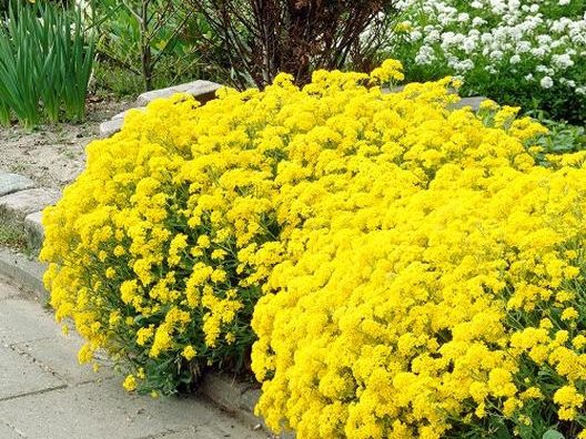 5 Colorful Cool Weather Flowers for Your Garden