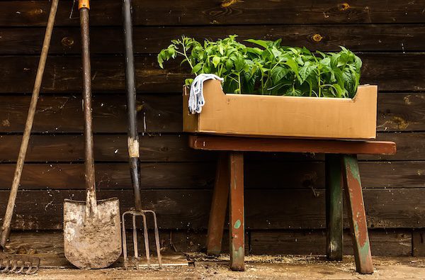 bench with box of plants