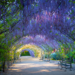 adelaide botanic garden