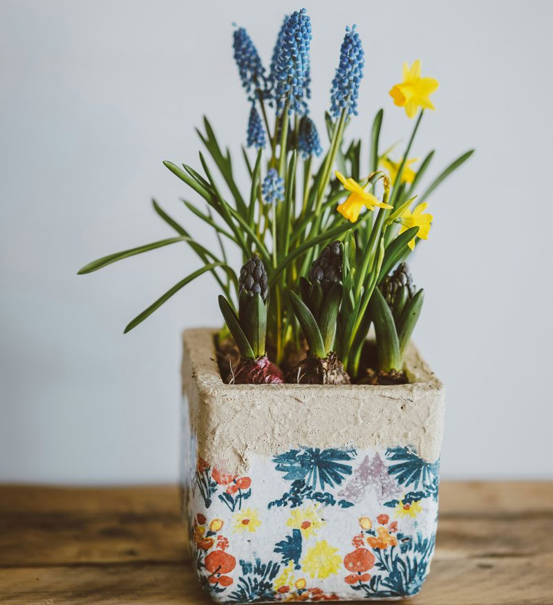 bulb container with jetfire daffodils and muscari