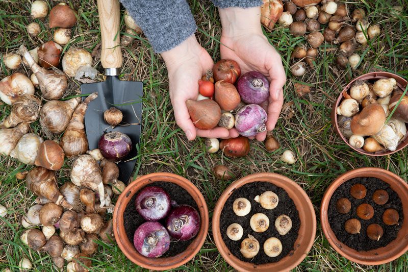 bulbs in pots