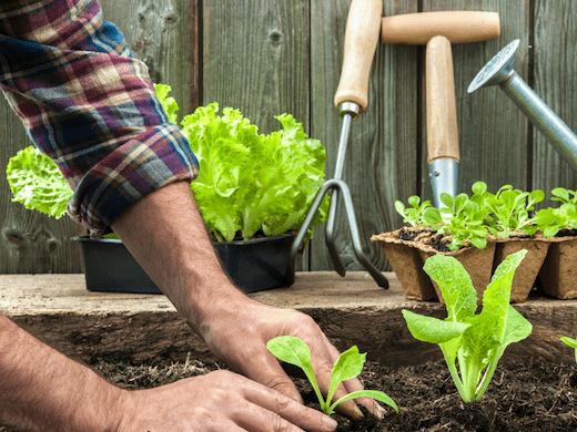 What Should I Plant with My Lettuce?