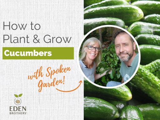 How to Plant and Grow Cucumbers from Seed