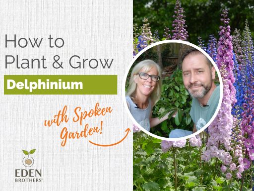 How to Plant and Grow Delphinium from Seed