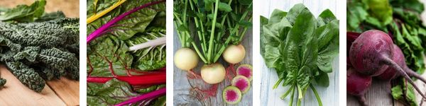 easy vegetables to plant