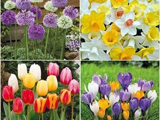 Plan Your Bulb Garden for Months of Bloom