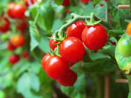 Tips for Fertilizing Tomatoes