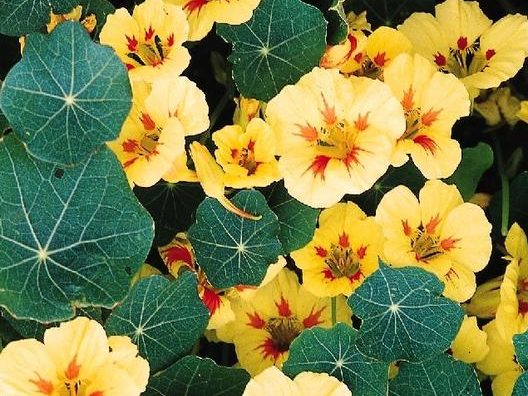 5 Flowering Plants With Surprising Uses