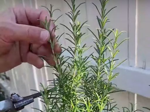 Harvest These Herbs Now