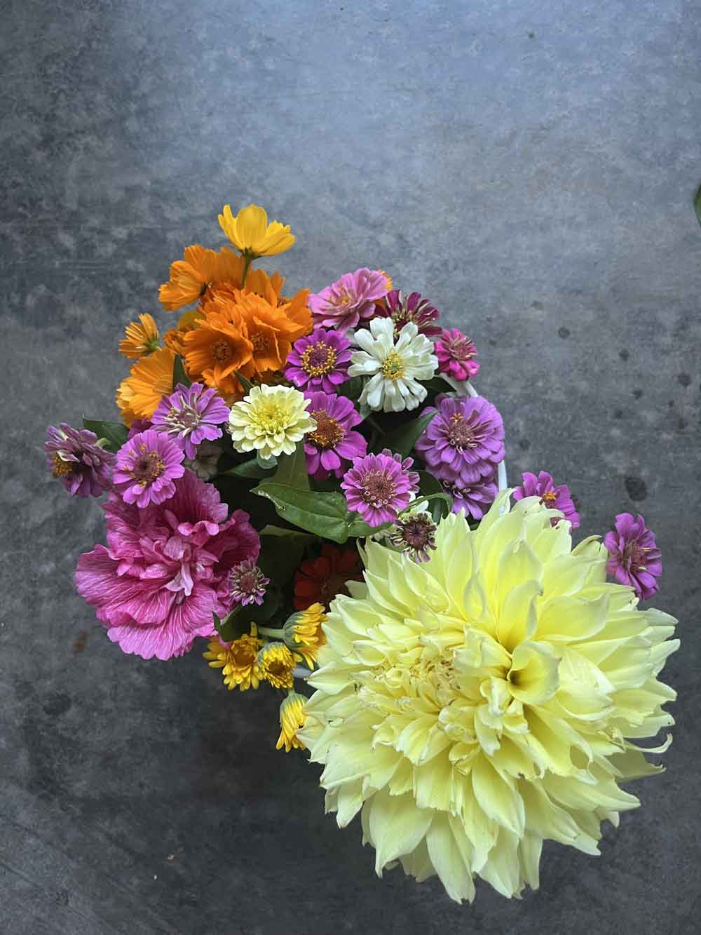 My summer flowers! Dahlias, Zinnias, Cosmos and more!