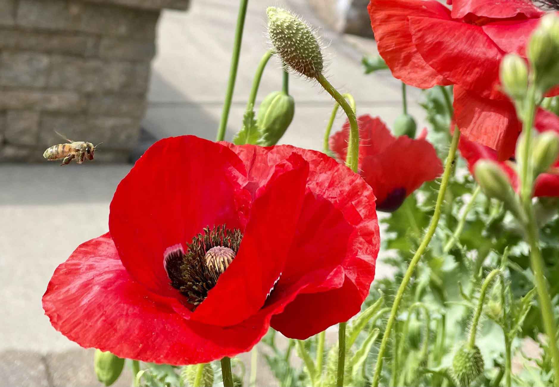 Bee and poppy