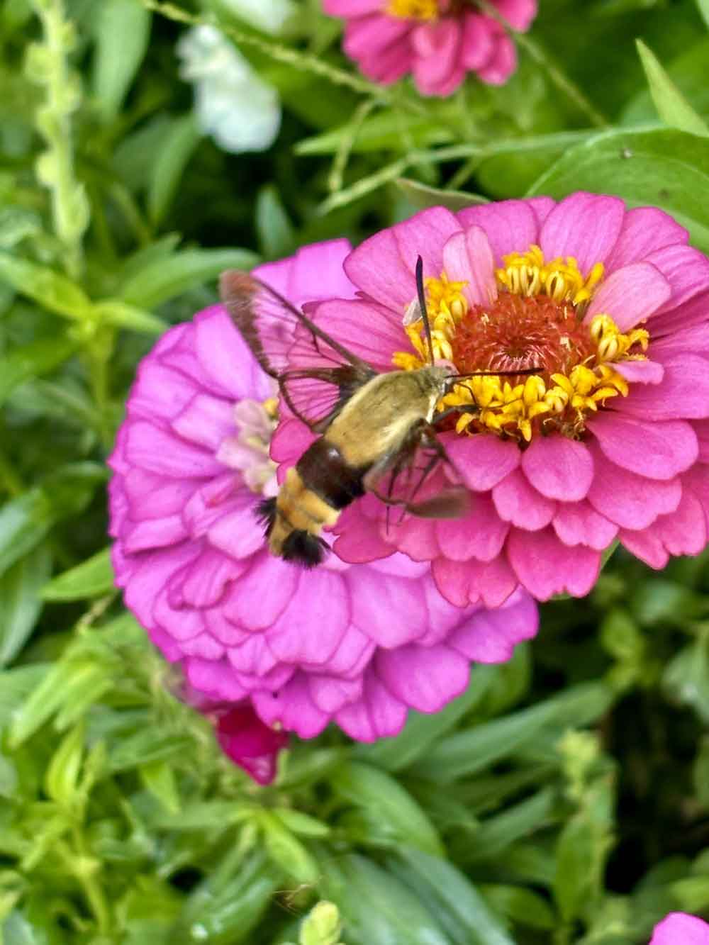 Hummingbird moth on my zinnias