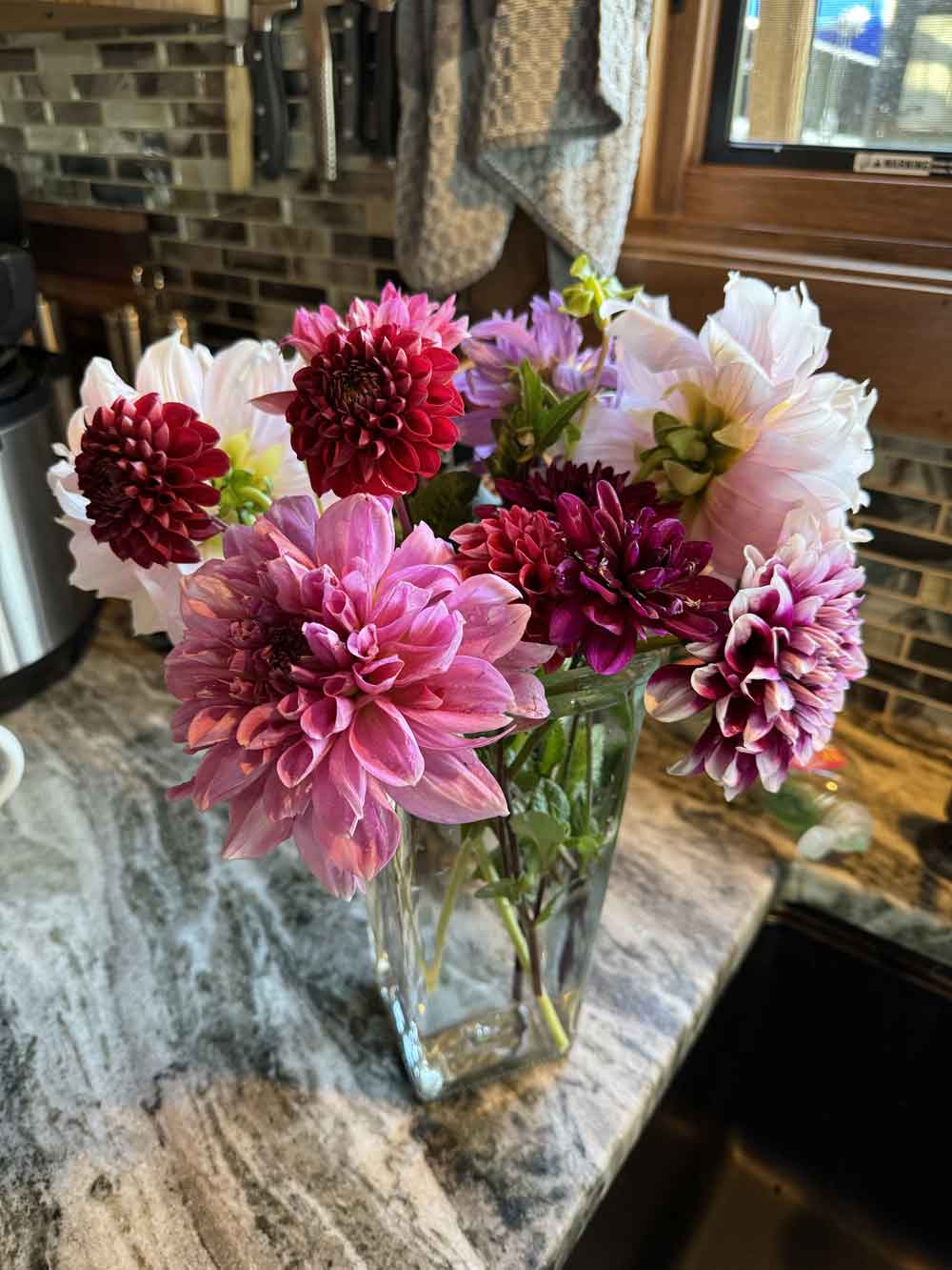 Today’s Dahlias