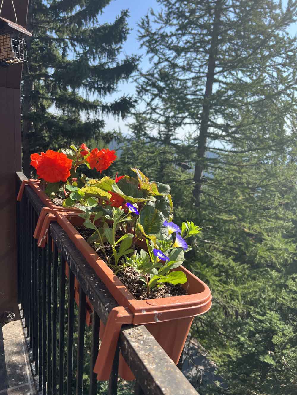 Begonias and mini morning glories in the mountains