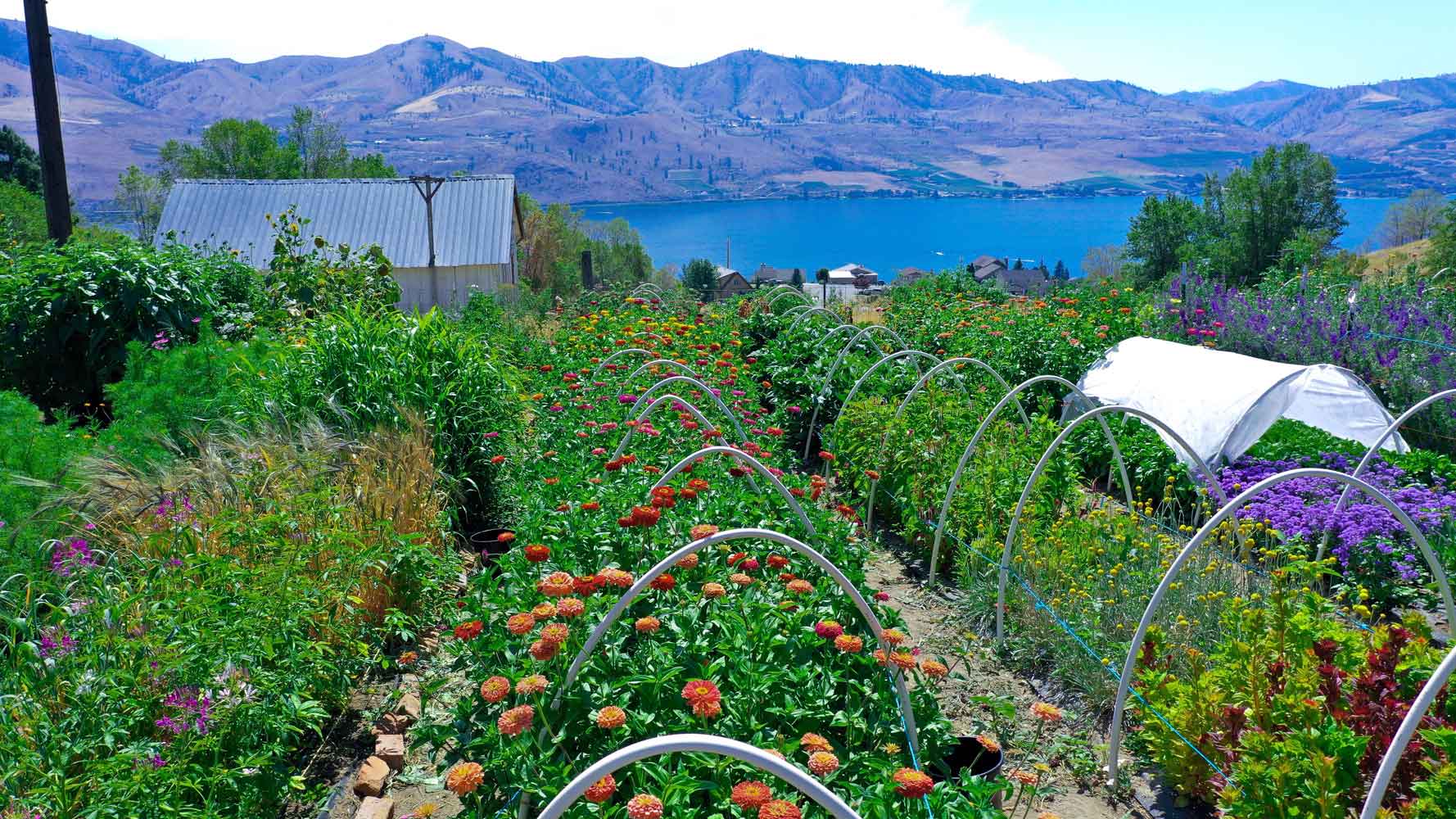 Flowers at Lake Chelan