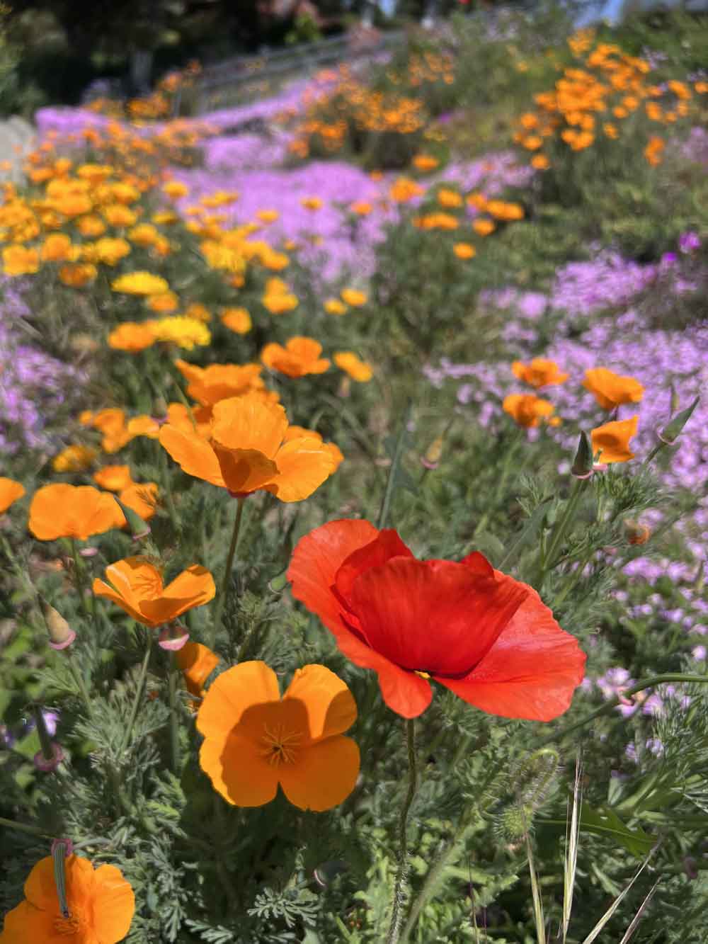 California poppy