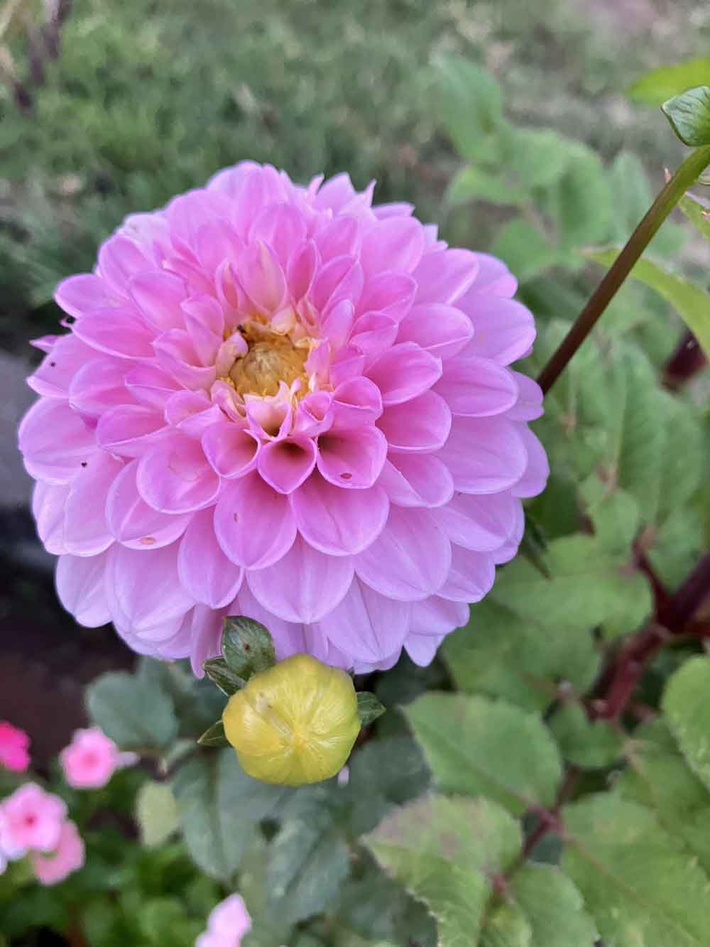 Dahlia on the patio!