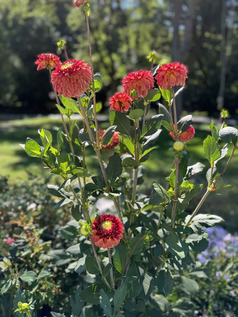 My cutting garden dahlia collection new this season from Eden Brothers!