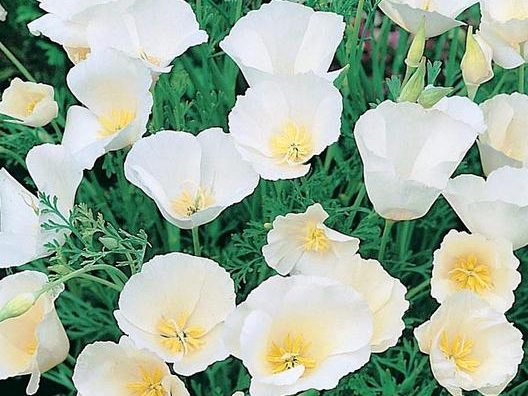 Growing White California Poppy from Seed