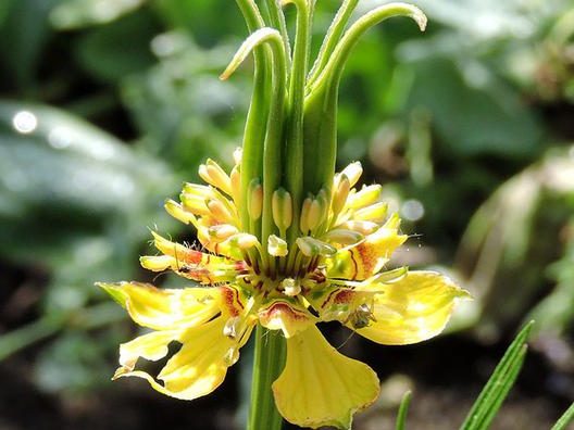 unique love in the mist flower