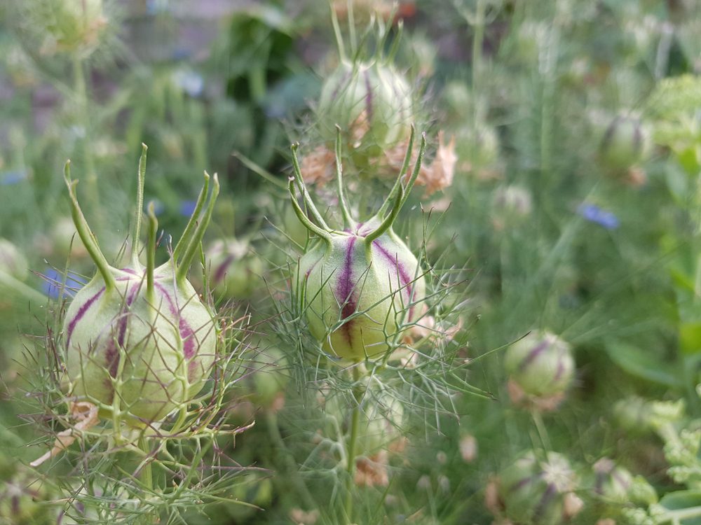 love in a mist pods