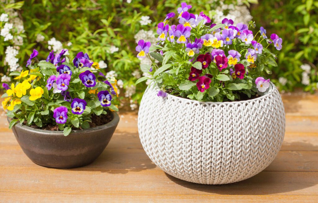 a white flower pot and a smaller brown flower pot filled with bright purple, pink, yellow and red pansy flowers